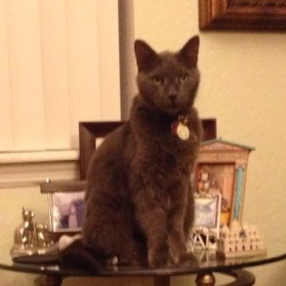 Meet your Posher, Luz